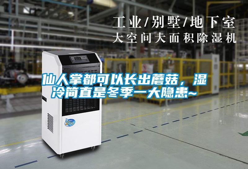 仙人掌都可以長出蘑菇，濕冷簡直是冬季一大隱患~