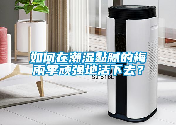 如何在潮濕黏膩的梅雨季頑強(qiáng)地活下去？