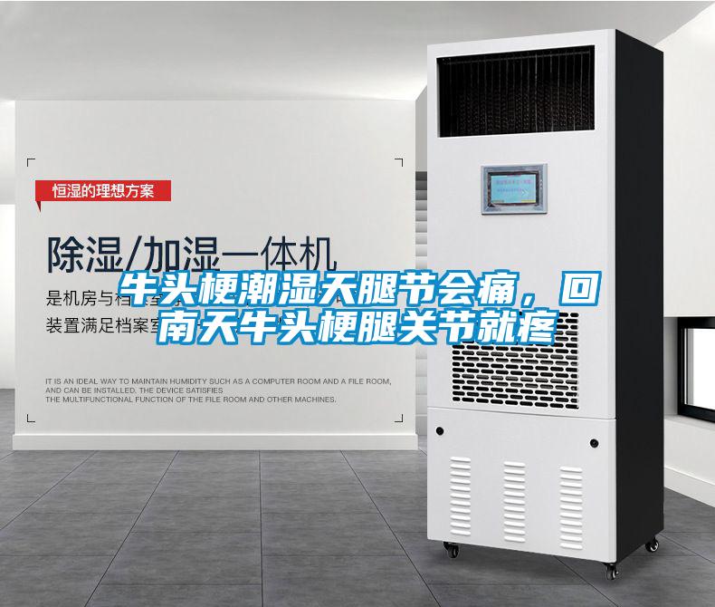 牛頭梗潮濕天腿節會痛，回南天牛頭梗腿關節就疼