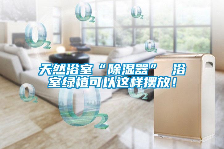 天然浴室“除濕器” 浴室綠植可以這樣擺放！
