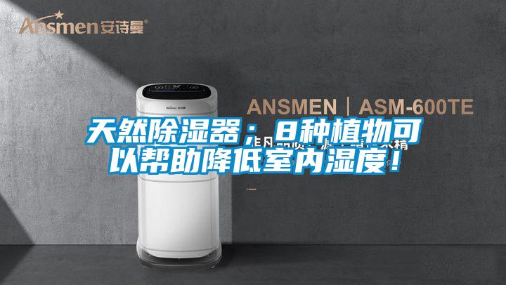 天然除濕器；8種植物可以幫助降低室內濕度！